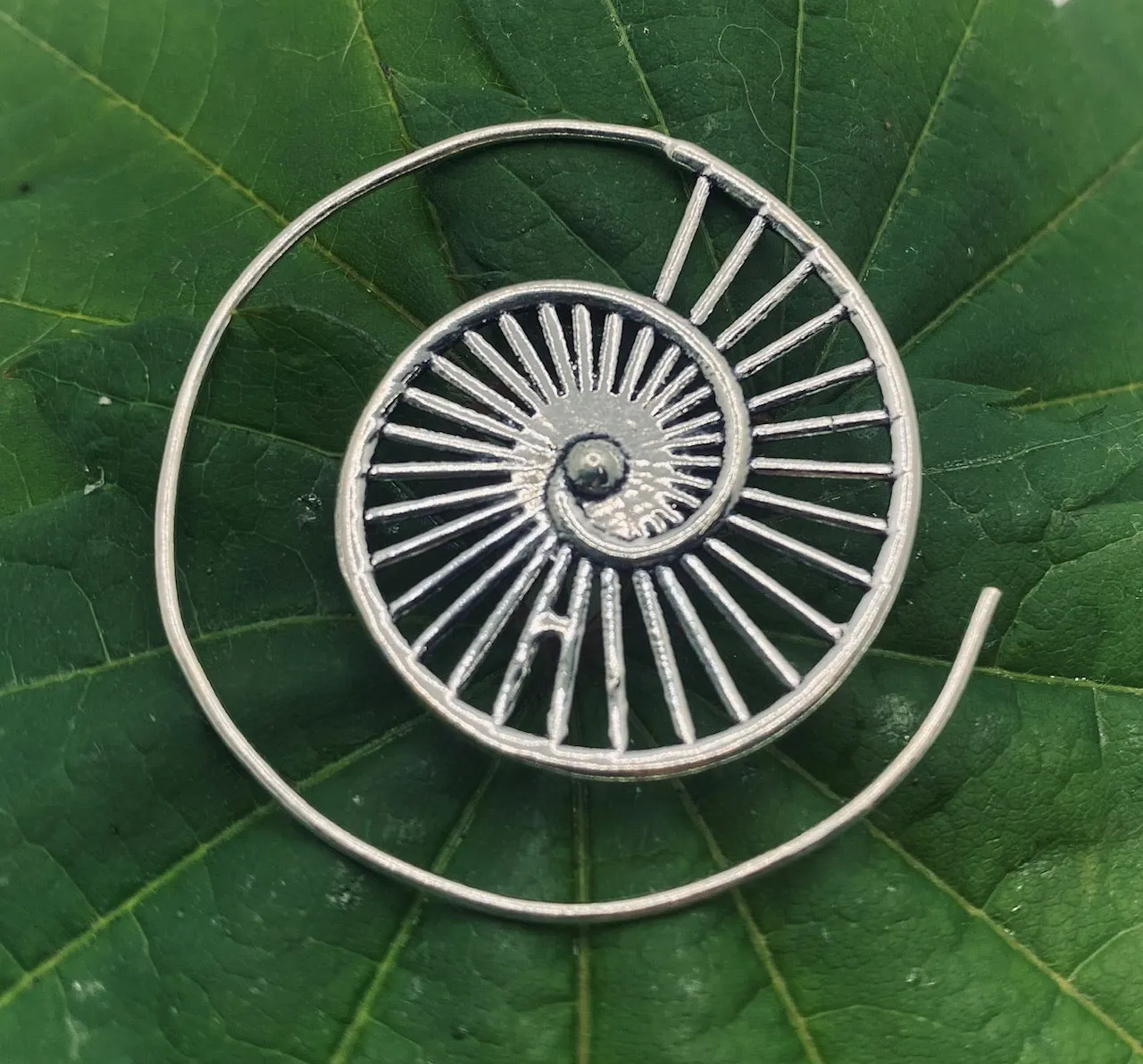 Ammonite V2
