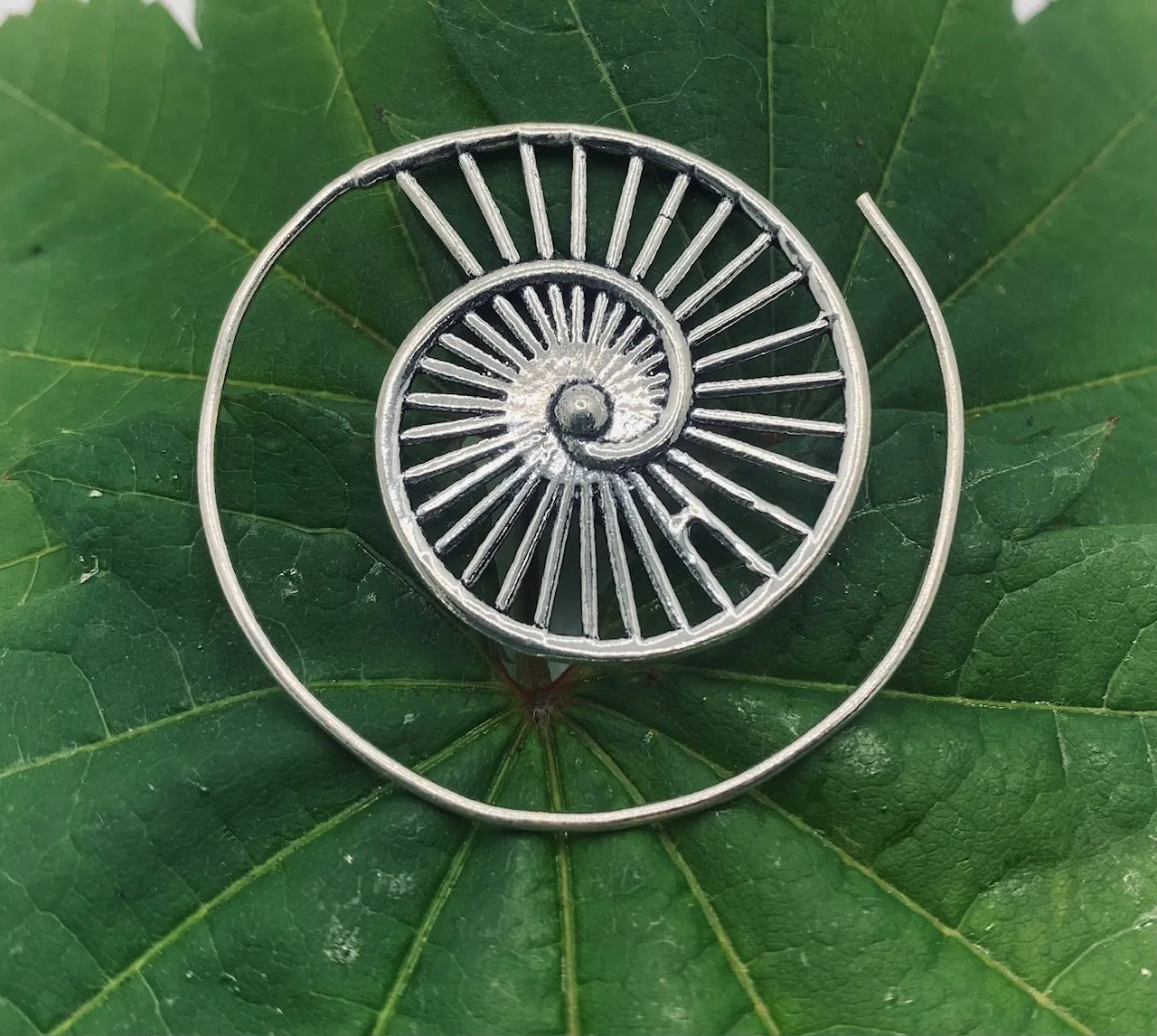 Ammonite V2