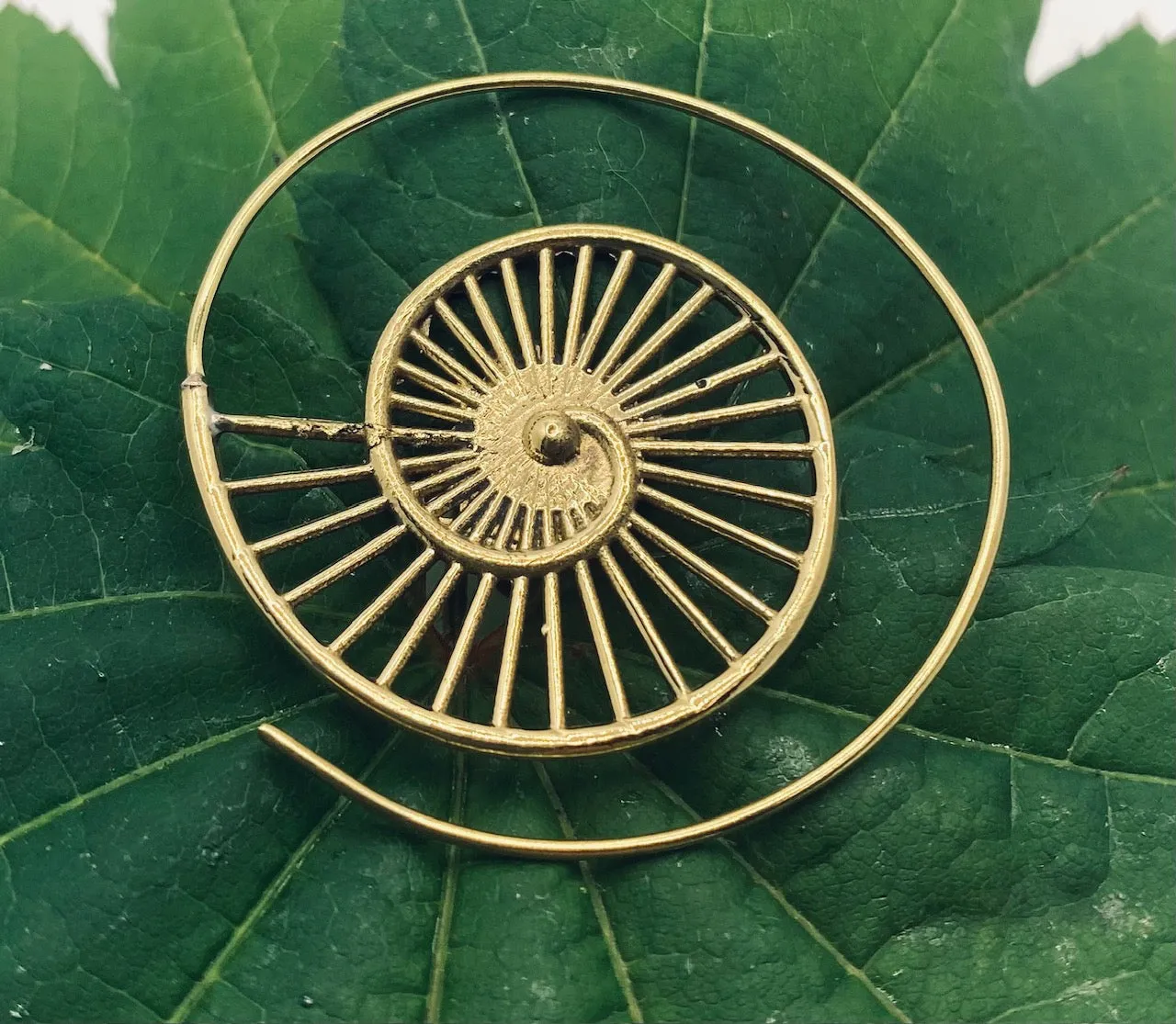 Ammonite V2