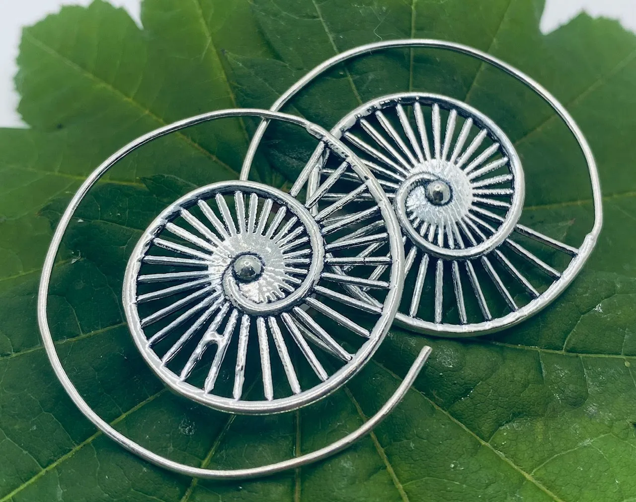 Ammonite V2