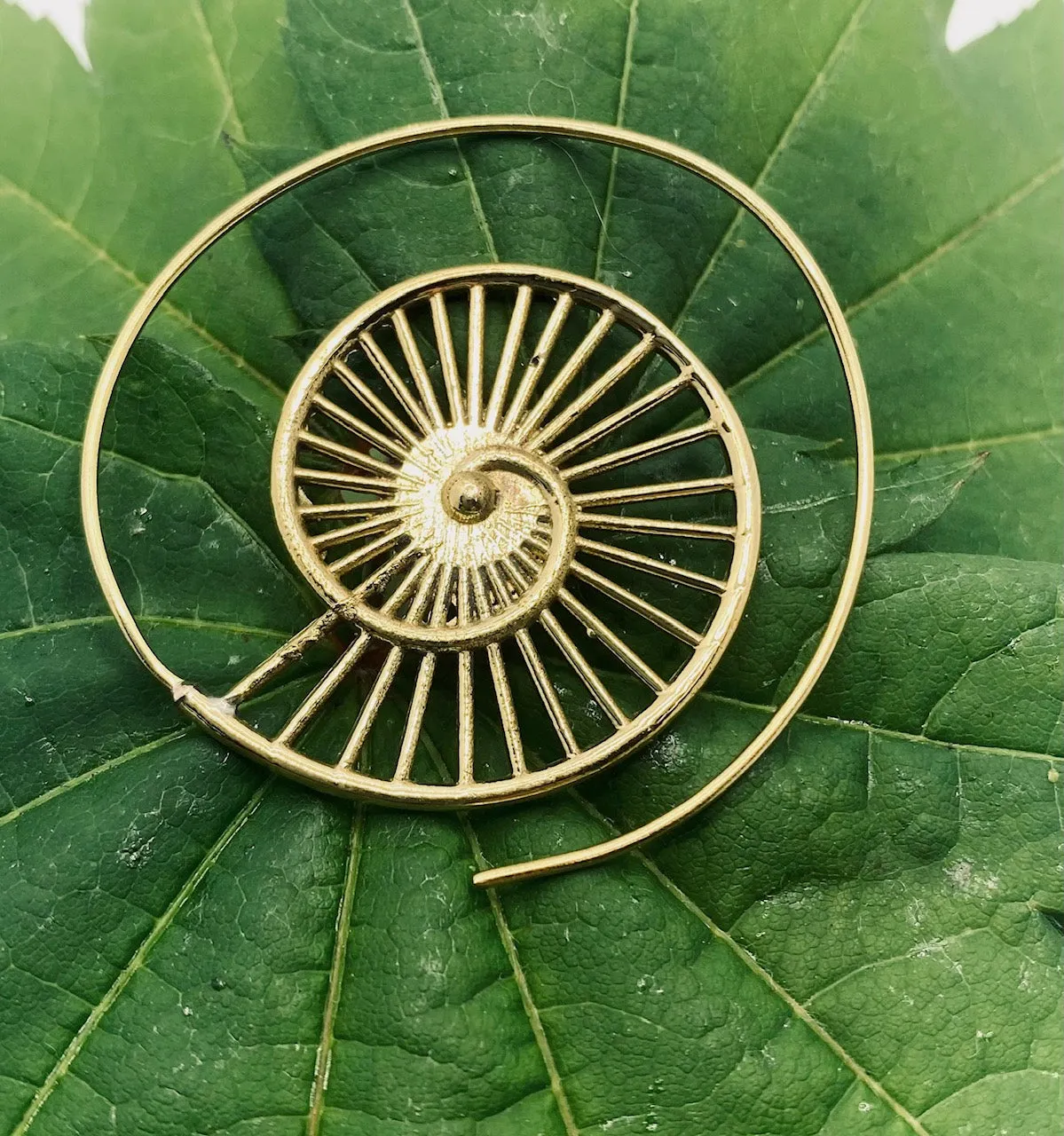 Ammonite V2