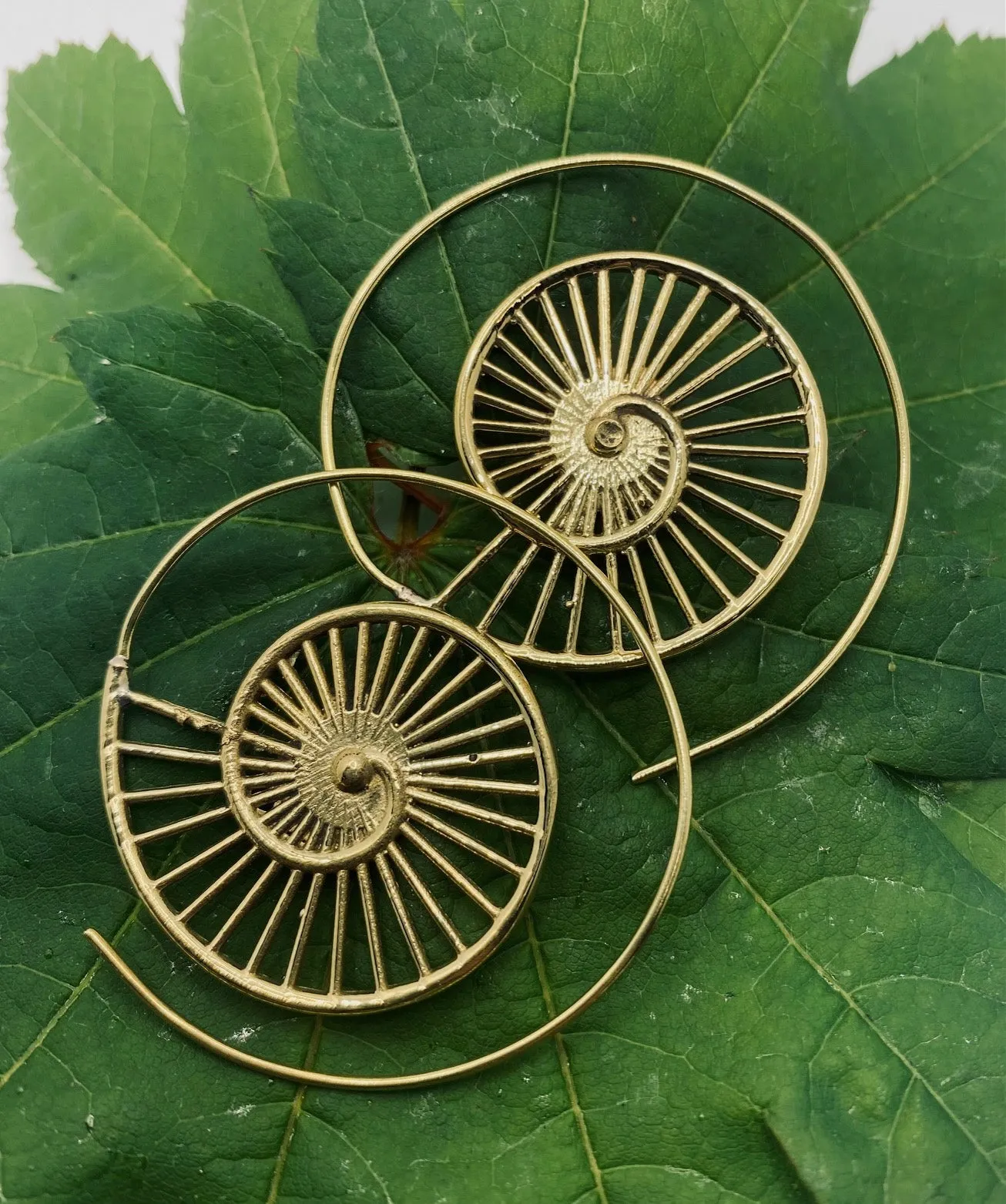 Ammonite V2