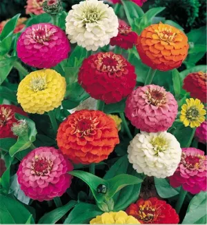 OSC Pom Pom Mixture or “Lilliput” Zinnia Seeds - Packet
