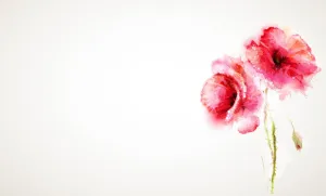 Red Poppies Watercolor Wallpaper Mural