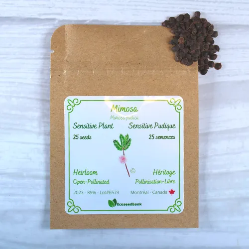 Sensitive Plant Mimosa Pudica Seeds