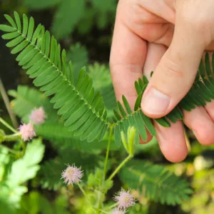 Sensitive Plant Mimosa Pudica Seeds